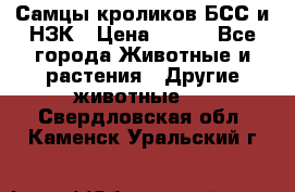 Самцы кроликов БСС и НЗК › Цена ­ 400 - Все города Животные и растения » Другие животные   . Свердловская обл.,Каменск-Уральский г.